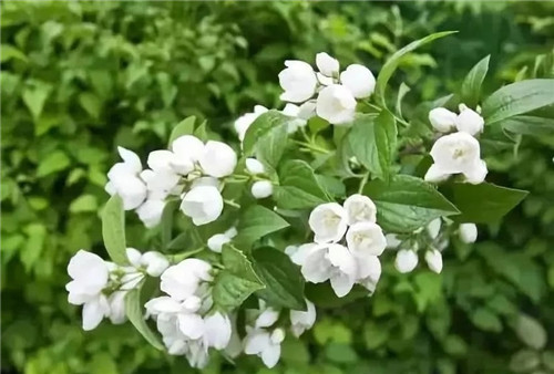 盆栽茉莉花3種繁殖方法，你更喜歡哪一種？