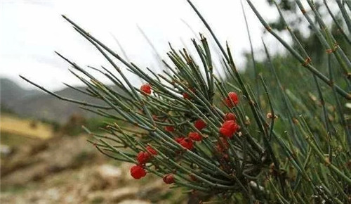 生長在農村的這種野生植物藥用價值很高