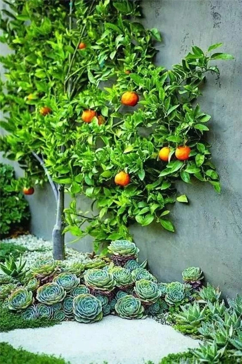 庭院設(shè)計(jì)里的多肉植物景觀