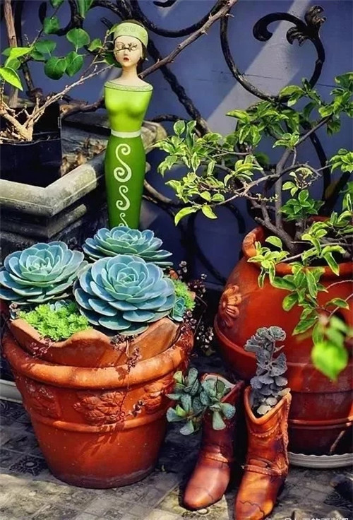 庭院設(shè)計(jì)里的多肉植物景觀
