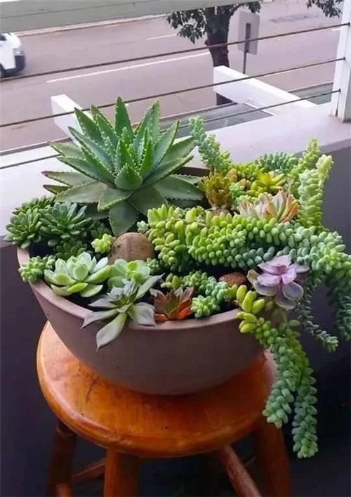 庭院設(shè)計(jì)里的多肉植物景觀