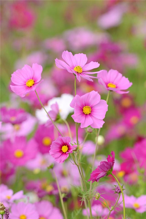 院子里必種的15種草本花卉推薦