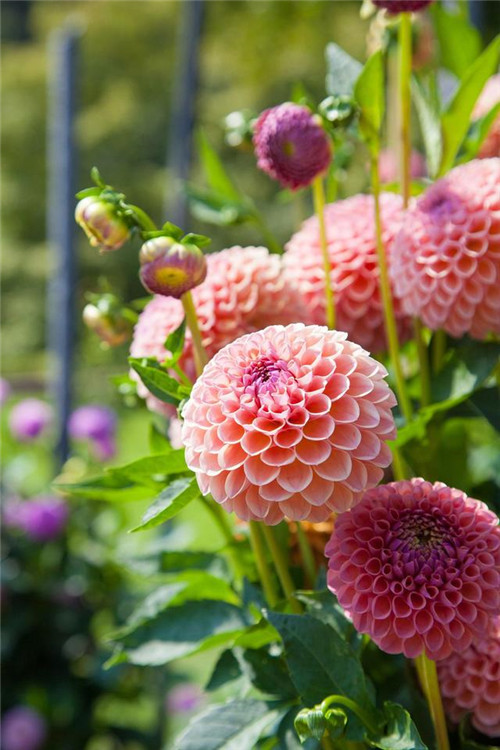 院子里必種的15種草本花卉推薦