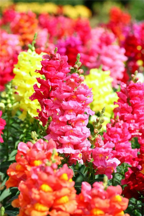 院子里必種的15種草本花卉推薦