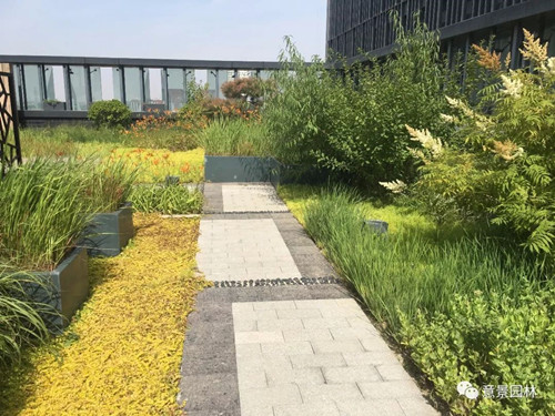 路邊那些不起眼的植物竟是打造海綿城市關(guān)鍵