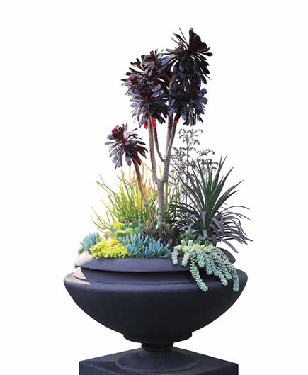 如何將多肉植物和仙人掌用到花園設計中
