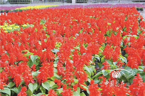 國際首例一串紅基因圖譜發(fā)布