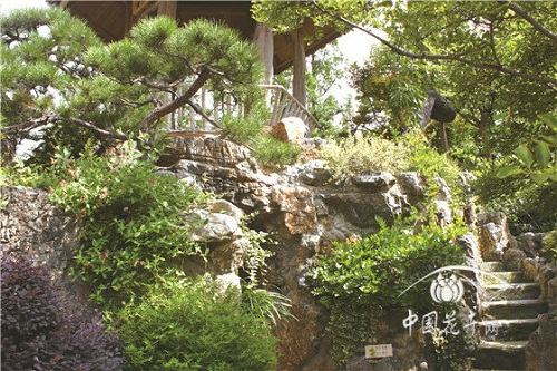 金銀花景觀應用“多面手”