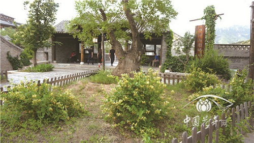 金銀花景觀應用“多面手”