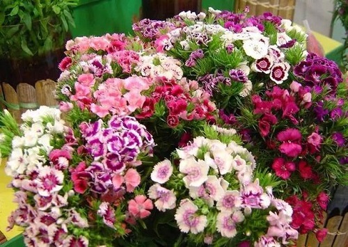 插花入門(mén)篇｜小白選手從認(rèn)識(shí)常見(jiàn)花材開(kāi)始