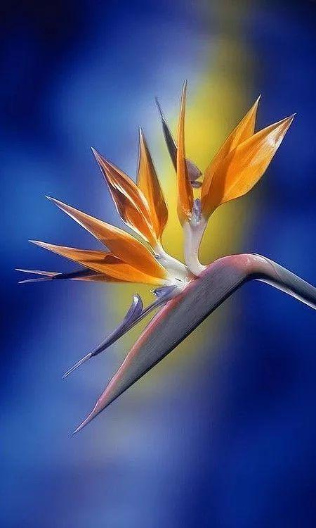 插花入門(mén)篇｜小白選手從認(rèn)識(shí)常見(jiàn)花材開(kāi)始