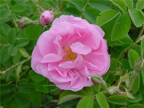 趙泰東：治愈花園