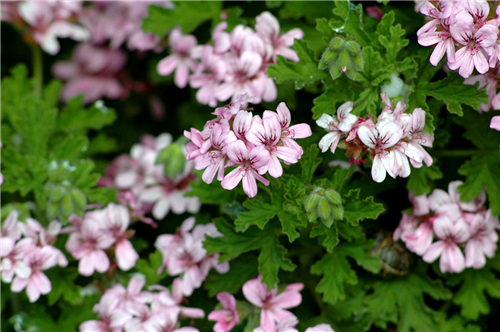 趙泰東：治愈花園