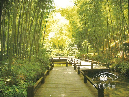 植物空間營造如何與康養結合？