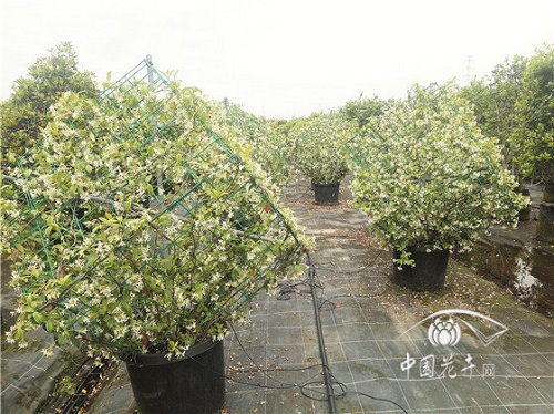 意大利絡石花葉俱美惹人醉