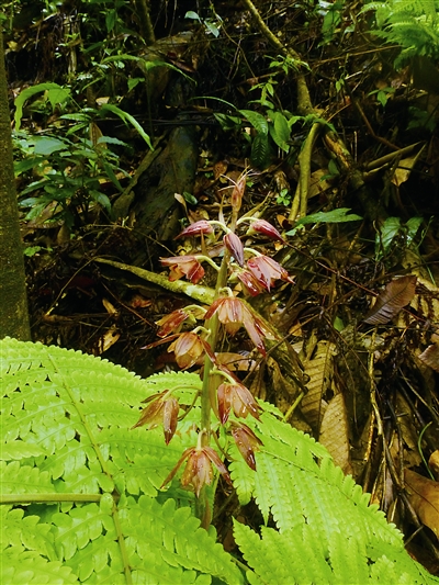 云南：黃連山保護區發現4種新植物