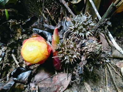 云南：黃連山保護區發現4種新植物