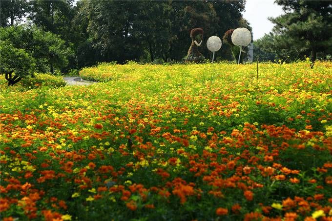 北京植物園百萬夏花進入觀賞期 還將舉辦科普活動