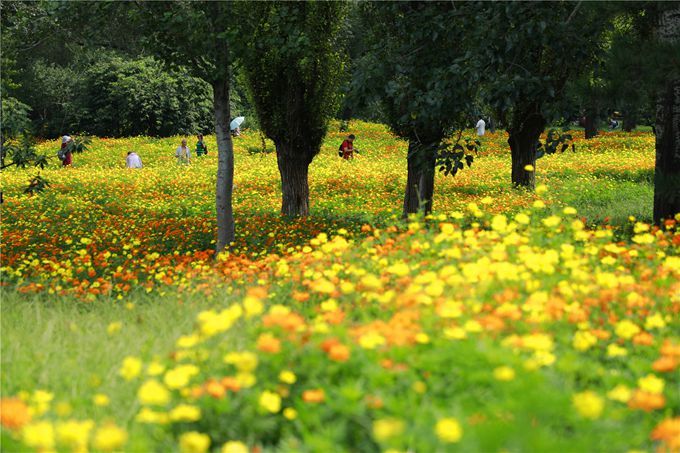 北京植物園百萬夏花進入觀賞期 還將舉辦科普活動