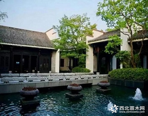 走進中式庭院，帶你領略苗木之美