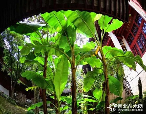 走進中式庭院，帶你領略苗木之美