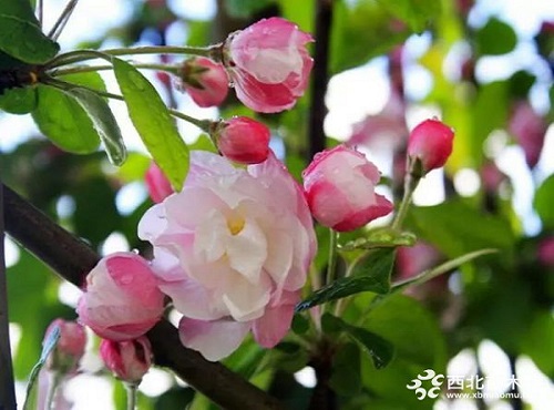 走進中式庭院，帶你領略苗木之美