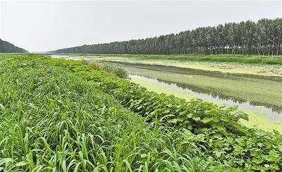 生態修復范例：雄安昔日污水溝變身生態廊道