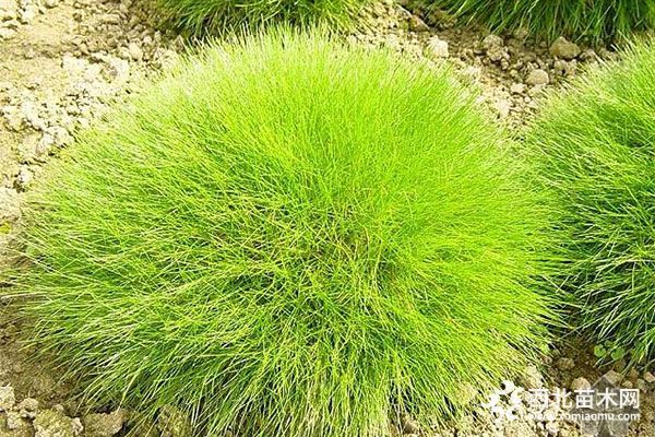 綠化應用中，常用鑲邊植物都有哪些？