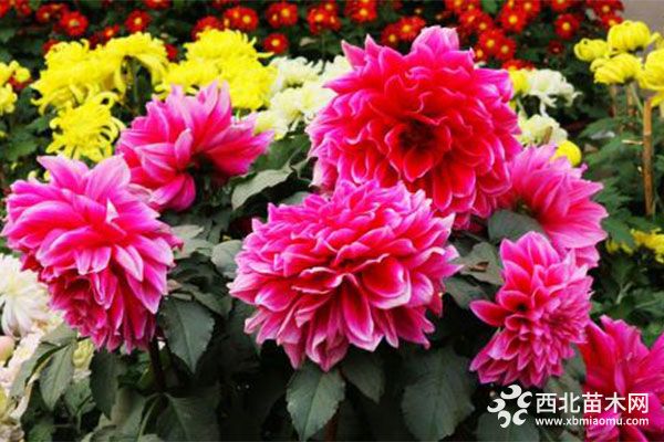 綠化應用中，常用鑲邊植物都有哪些？