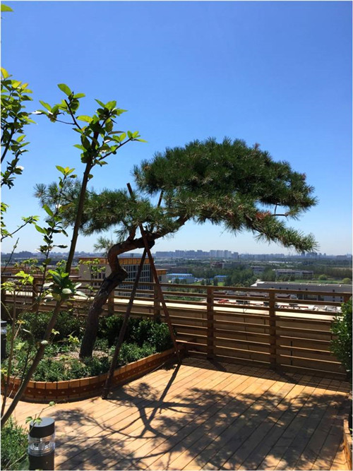 園冶杯專業(yè)獎(jiǎng)：北大國際醫(yī)院屋頂花園設(shè)計(jì)