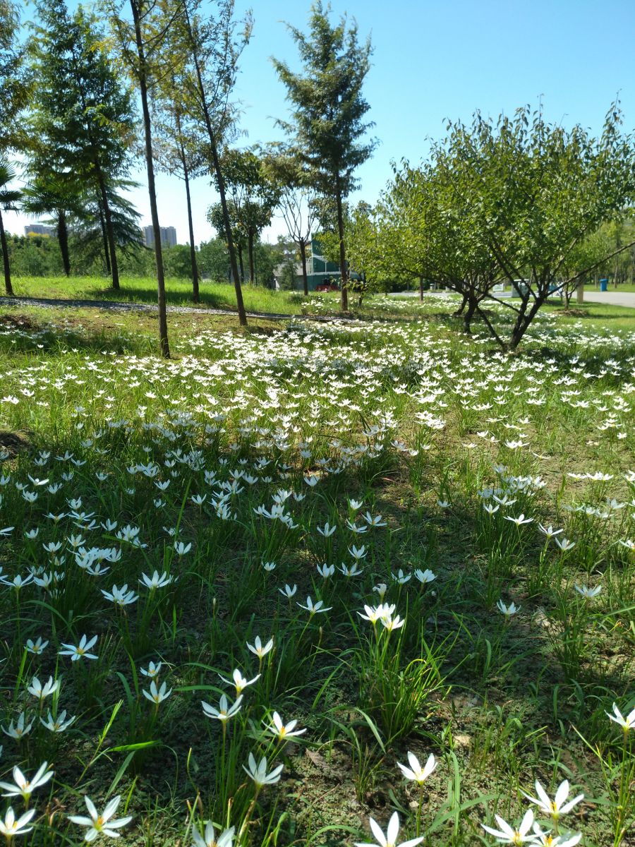 園冶杯專業獎：戴家湖公園生態修復工程