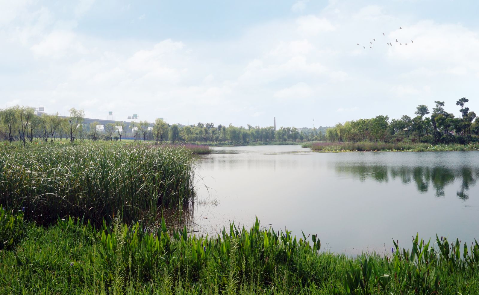 園冶杯專業獎：戴家湖公園生態修復工程