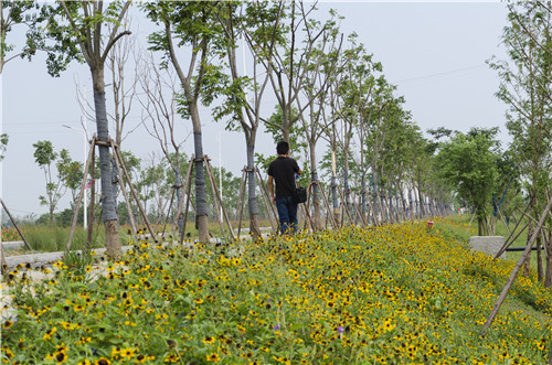 園冶杯專業獎：巢湖市烔長路景觀工程