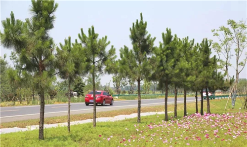 園冶杯專業獎：巢湖市烔長路景觀工程