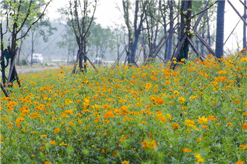 園冶杯專業獎：巢湖市烔長路景觀工程