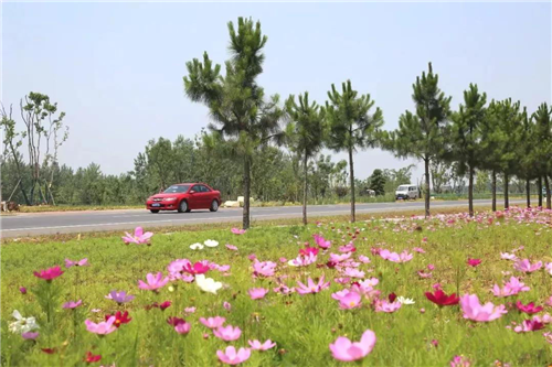 園冶杯專業獎：巢湖市烔長路景觀工程
