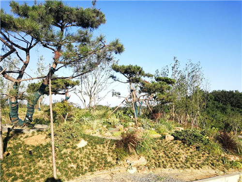 園冶杯專業獎：巢湖市烔長路景觀工程