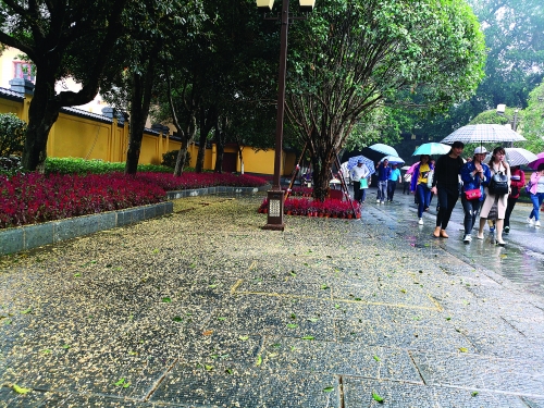 市區(qū)桂花不宜制作食品
