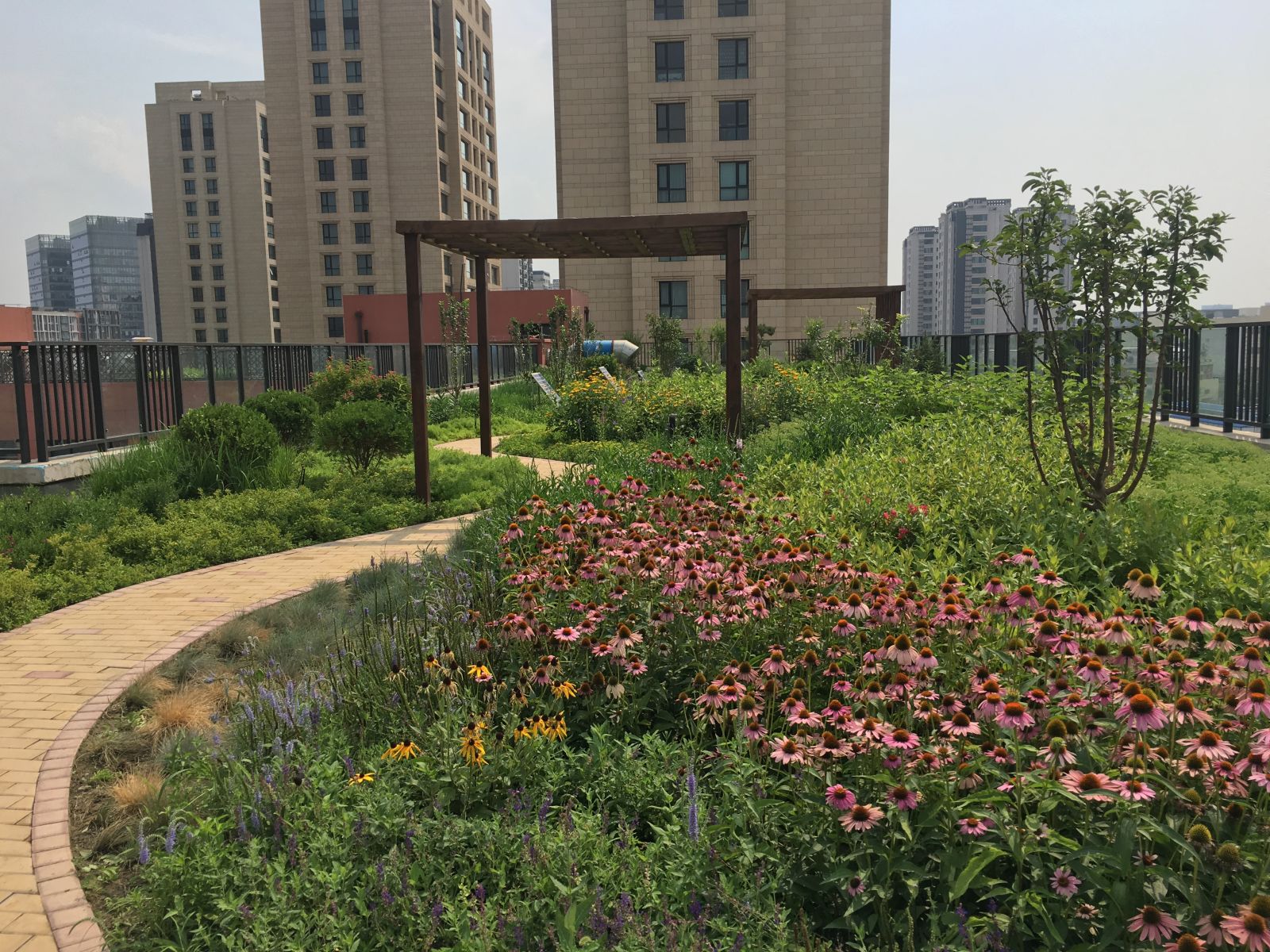 園冶杯專業獎：景山學校分校低碳屋頂花園