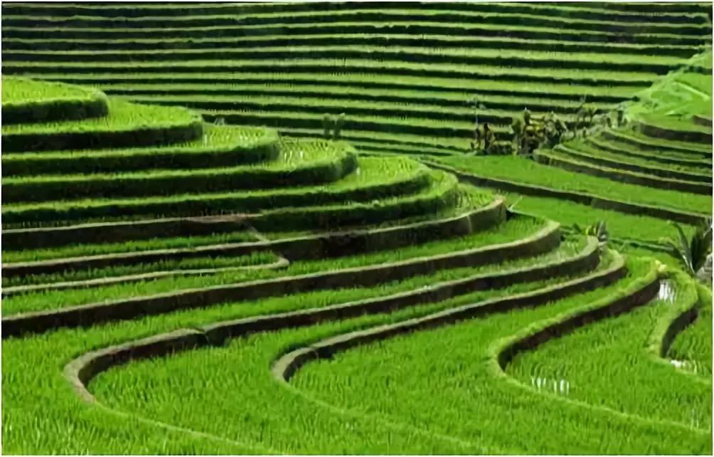 李建偉：美麗鄉村道