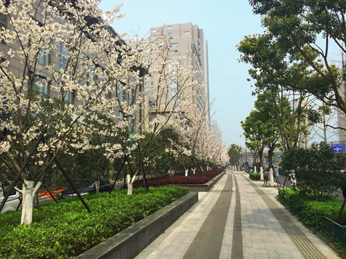 園冶杯專業獎：新塘路（新風路-新業路）綜合整治工程景觀綠化Ⅰ標段