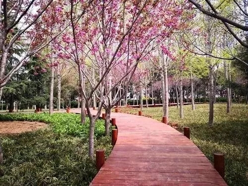 園冶杯專業(yè)獎：青島市普寧路游園景觀工程