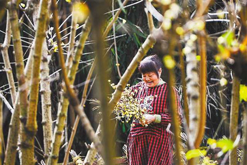 重慶：一朵蠟梅花 創(chuàng)收6億元