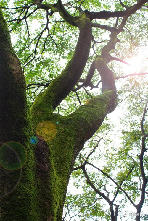 林城山水中，享一份寧靜——廣東中山國家森林公園