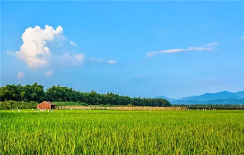 都市圈時(shí)代來了，鄉(xiāng)村振興的重大利好消息！