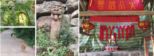 李沄璋：鄉(xiāng)村振興背景下對(duì)川西林盤保護(hù)與更新的思考