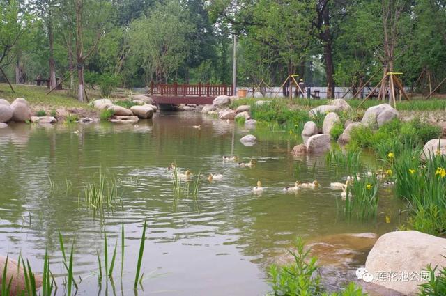 北京蓮花池公園：科技打造“城市森林”