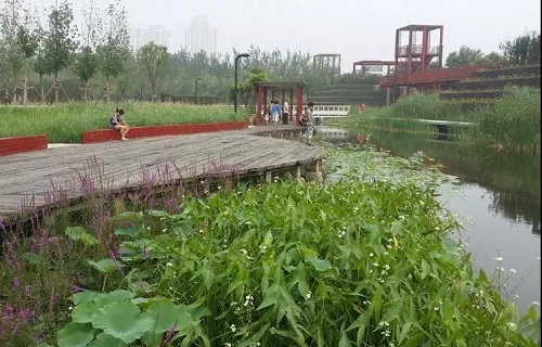 讀城 | 城市是不是越“綠”越好？