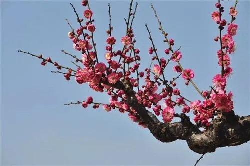 這一次，牡丹能當上中國的國花嗎？