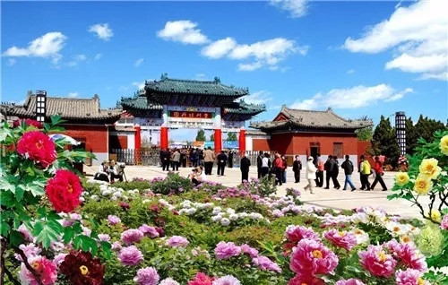 這一次，牡丹能當上中國的國花嗎？